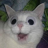 一只中华田园猫的头像