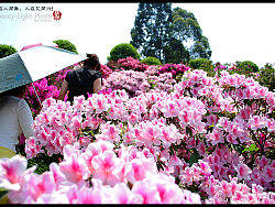 花舞人间,人舞花间!