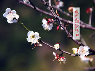 惠東御景峰賞梅攝花（個(gè)人主頁-ZNzE0NzUyOA==） - 風(fēng)光攝影 - 站酷設(shè)計(jì)師忘記留空原創(chuàng)素材 - 站酷ZCOOL