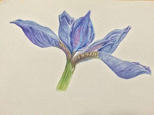 鸢尾花
