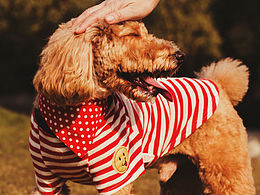 苏州哮天犬宠物摄影