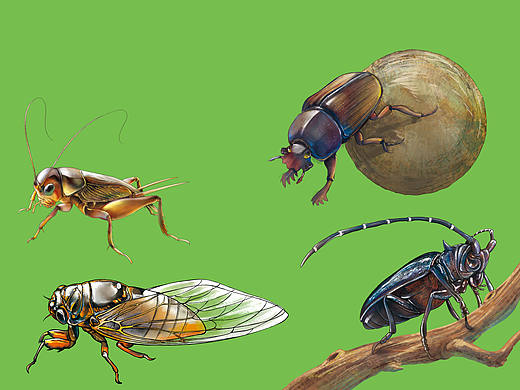 蟲蟲（個人主頁-ZNDU0Nzg2NTY=） - 創(chuàng)作習作 - 站酷設(shè)計師beedi原創(chuàng)素材 - 站酷ZCOOL