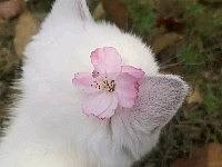 长寿小花花🌸