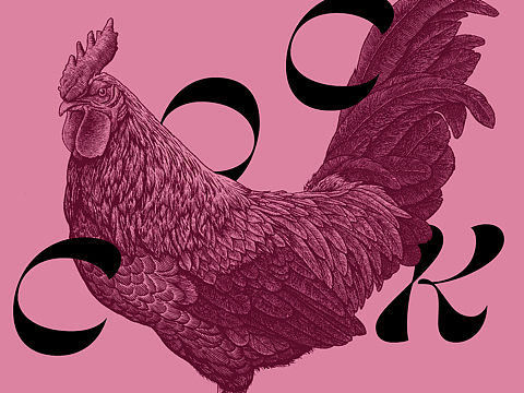 原创插画｜Cock