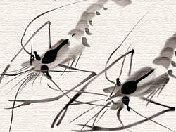 PS钢笔工具绘制齐白石虾