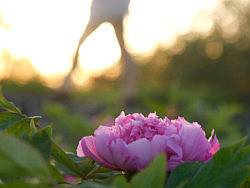 圆明园小景（个人主页-ZMjI3NzQ4NA==） - 风光摄影 - 站酷设计师金贤尉原创素材 - 站酷ZCOOL