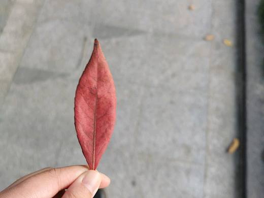 一个会走在路上拣树叶的人（个人主页-ZNDQyODIwODQ=） - 人像摄影 - 站酷设计师Aprilq原创素材 - 站酷ZCOOL