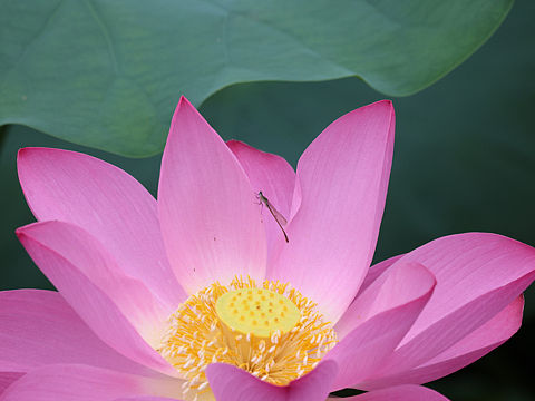荷花与蜻蜓