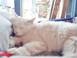 鼓浪屿和她的招财猫（个人主页-ZNzk3Mzk2） - 风光摄影 - 站酷设计师达尔达尼洋原创素材 - 站酷ZCOOL