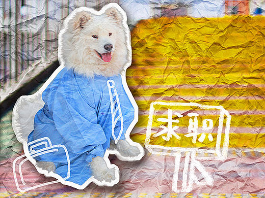 IFAW关爱流浪动物