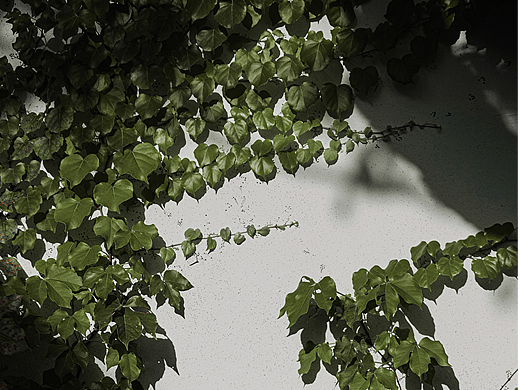 无题（个人主页-ZNjUxNjk0MzI=） - 婚礼摄影 - 站酷设计师Shani_Tang原创素材 - 站酷ZCOOL