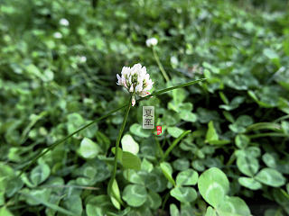 夏至（個(gè)人主頁-ZNjEwMzYzNg==） - 風(fēng)光攝影 - 站酷設(shè)計(jì)師老哥打原創(chuàng)素材 - 站酷ZCOOL