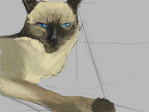 浅画一下我家猫猫