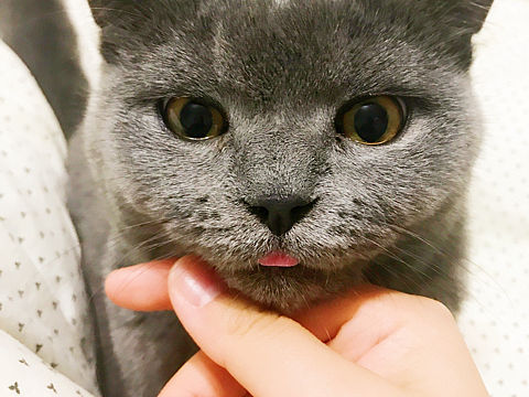 大家好，我叫小鱼干（个人主页-ZMjYwMzYwNTY=） - 宠物摄影 - 站酷设计师heroeiji原创素材 - 站酷ZCOOL