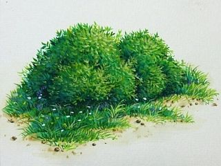 【草木丛】 不透明水彩