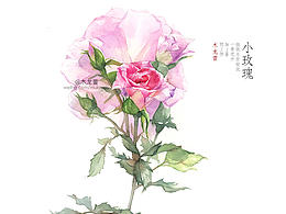 花卉1