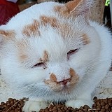 秋刀不吃猫的头像