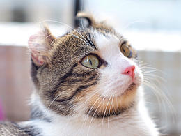 美国卷耳猫——蹭蹭