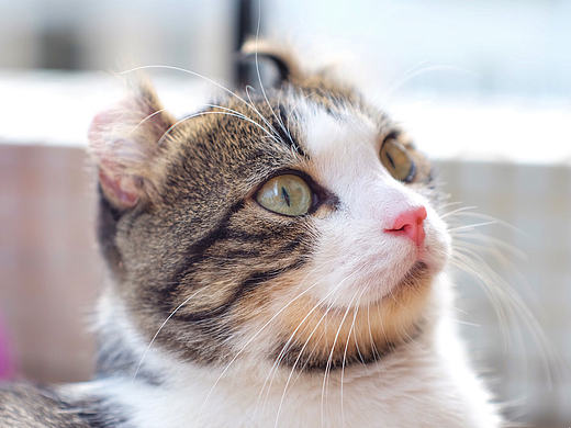 美国卷耳猫——蹭蹭