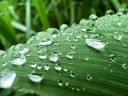 手机摄影—雨天奥森公园