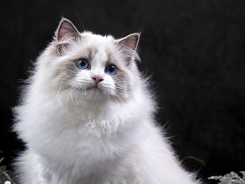 ragdoll