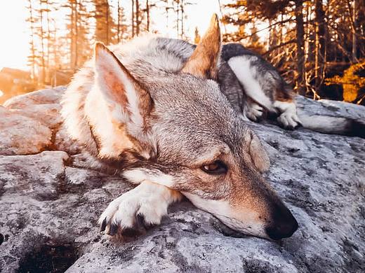 Did you guess right? Is it a dog or a wolf?