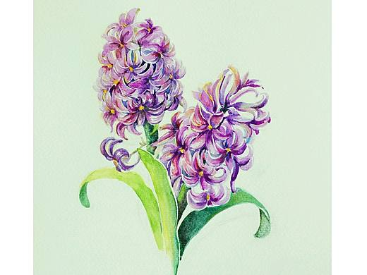 水彩风信子