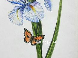 彩鉛習(xí)作