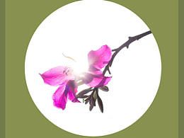 光影之下 繁花之上