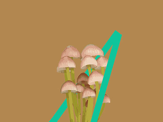 毒蘑菇研究