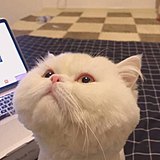 hepinggg的头像