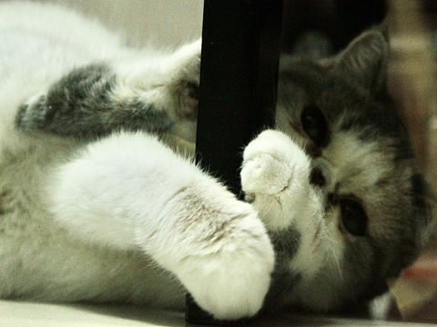 宿舍有只叫胖妹的🐱