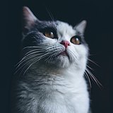 Tenimo的头像