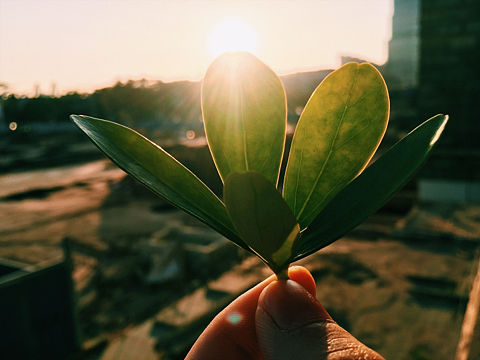 一片叶子的故事🍃