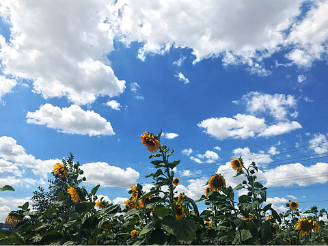 【夏日】（個人主頁-ZMjUzMTUwOTY=） - 人文/紀實攝影 - 站酷設計師Ch00L原創(chuàng)素材 - 站酷ZCOOL