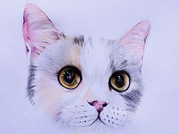 彩铅猫