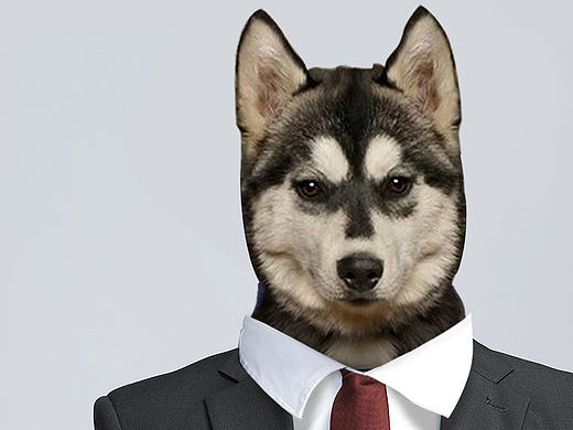 一組寵物的廣告（個人主頁-ZMTcxNjIxOTI=） - 海報 - 站酷設計師曦曦曦曦曦原創(chuàng)素材 - 站酷ZCOOL