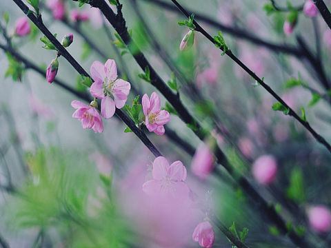 三月末的春色（个人主页-ZMjY5NTIyOTI=） - 风光摄影 - 站酷设计师蜜莉原创素材 - 站酷ZCOOL
