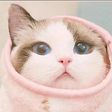 Zoey朱的头像