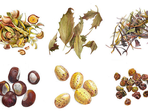 书籍上的中草药插画