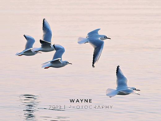 新人報道，請多關(guān)照??（個人主頁-ZNDIzMzQ3MTI=） - 寵物攝影 - 站酷設(shè)計師丶WAYNE丶原創(chuàng)素材 - 站酷ZCOOL