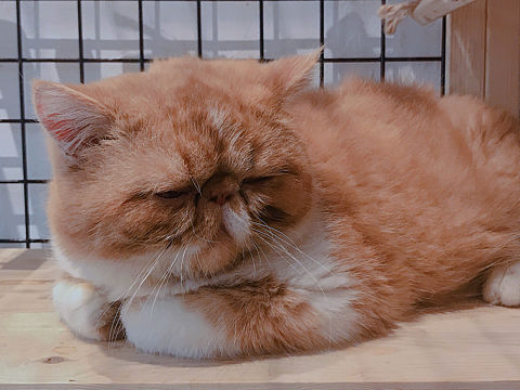 🐈（个人主页-ZMzQwNDQ0NTY=） - 宠物摄影 - 站酷设计师璐昊然原创素材 - 站酷ZCOOL