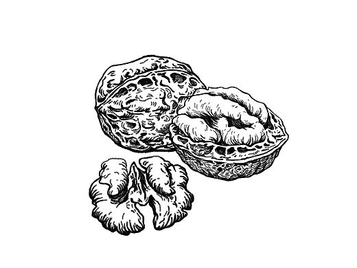 久健 -- 坚果素描系列