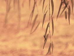 喜欢生活在彩色的世界里