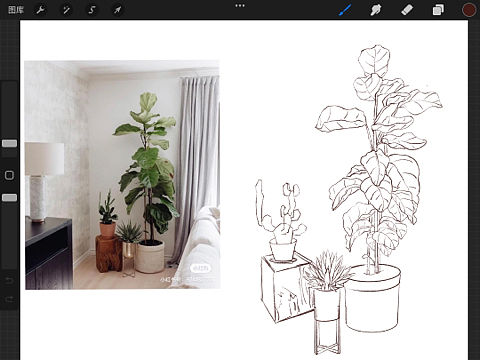 植物盆栽🪴写生