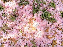 粉系落花