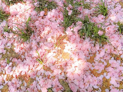 粉系落花
