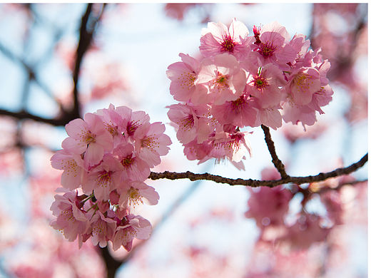 【远行】-又是一年花开时，樱花祭（个人主页-ZMTU3NDE5MjA=） - 风光摄影 - 站酷设计师Jeason_原创素材 - 站酷ZCOOL
