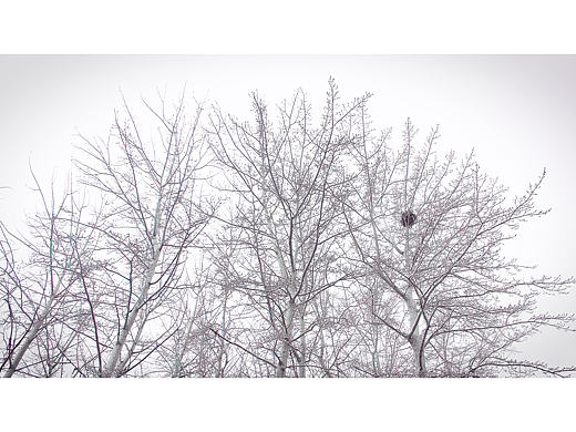 北京 初雪