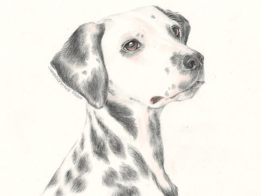 彩铅-斑点狗